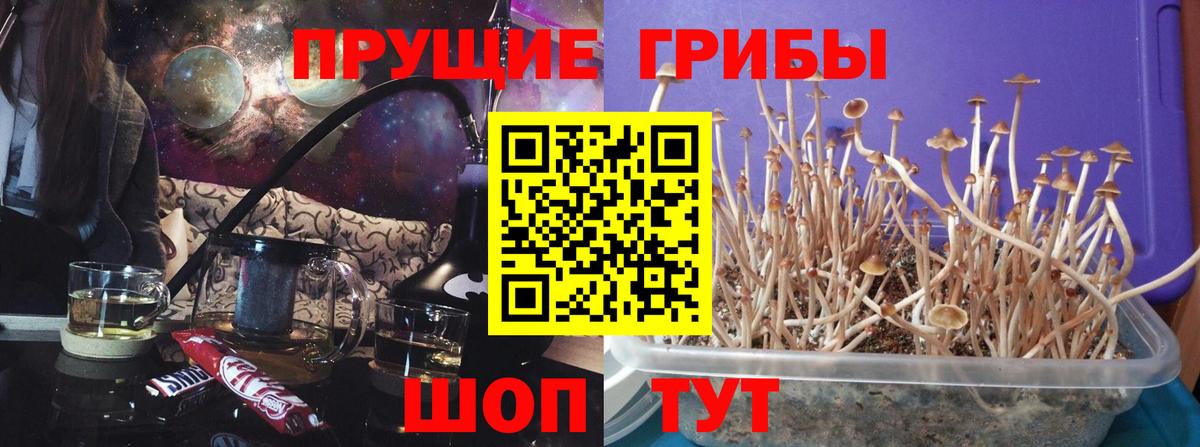 Галлюциногенные грибы мицелий Сокол